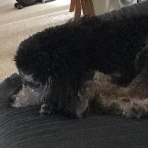 Meet your Posher, Tracy